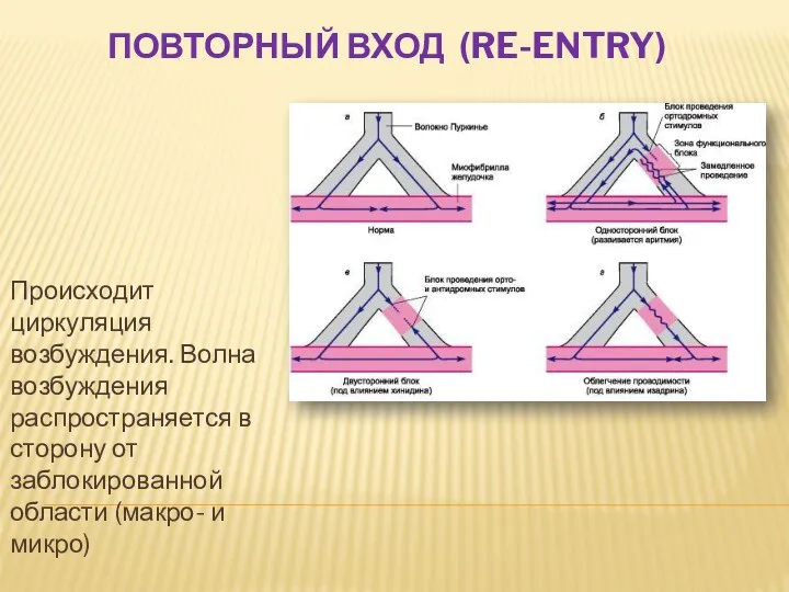 ПОВТОРНЫЙ ВХОД (RE-ENTRY) Происходит циркуляция возбуждения. Волна возбуждения распространяется в