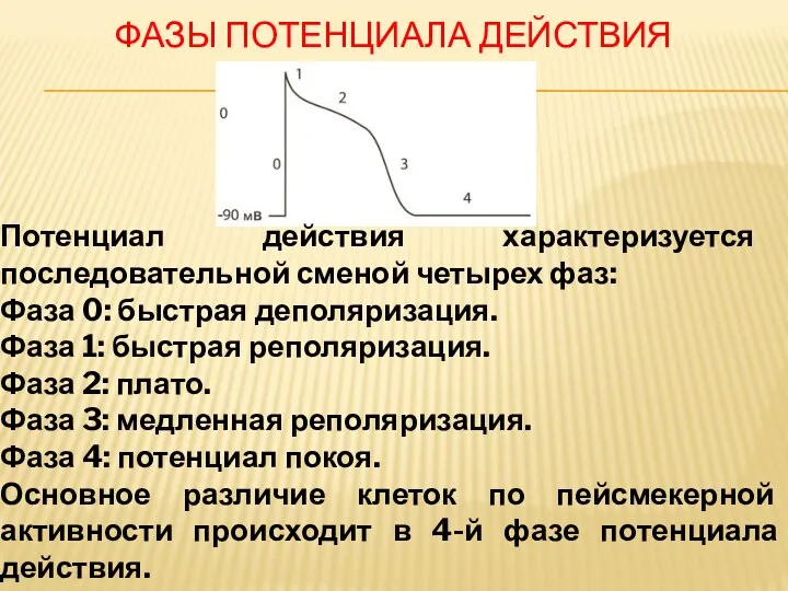 ФАЗЫ ПОТЕНЦИАЛА ДЕЙСТВИЯ Потенциал действия характеризуется последовательной сменой четырех фаз: