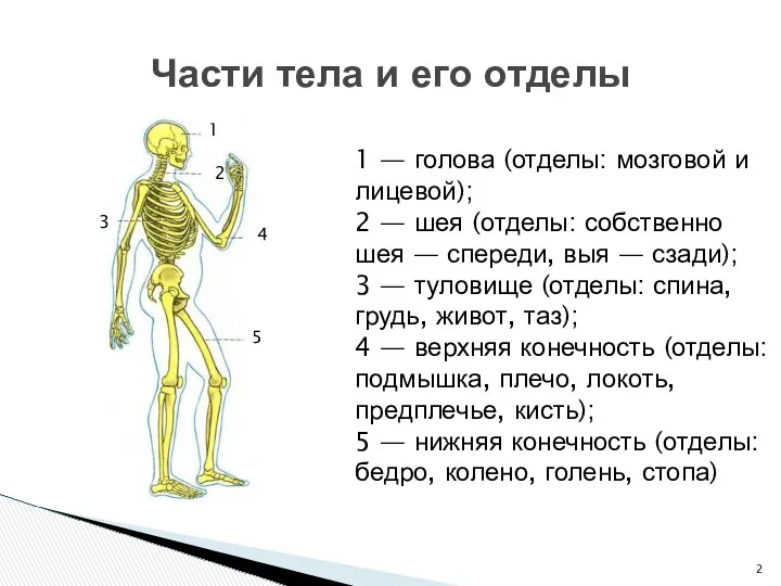 Части тела и его отделы 1 — голова (отделы: мозговой