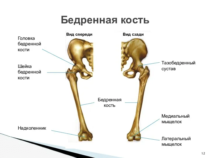 Бедренная кость Вид спереди Вид сзади Головка бедренной кости Шейка