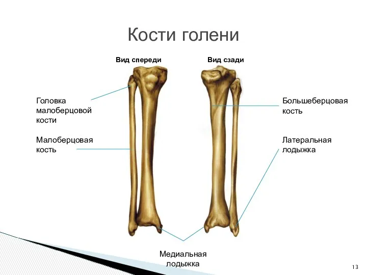 Кости голени Вид спереди Вид сзади Головка малоберцовой кости Малоберцовая