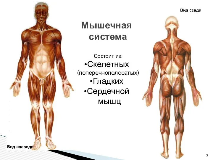 Мышечная система Вид спереди Вид сзади Состоит из: Скелетных (поперечнополосатых) Гладких Сердечной мышц