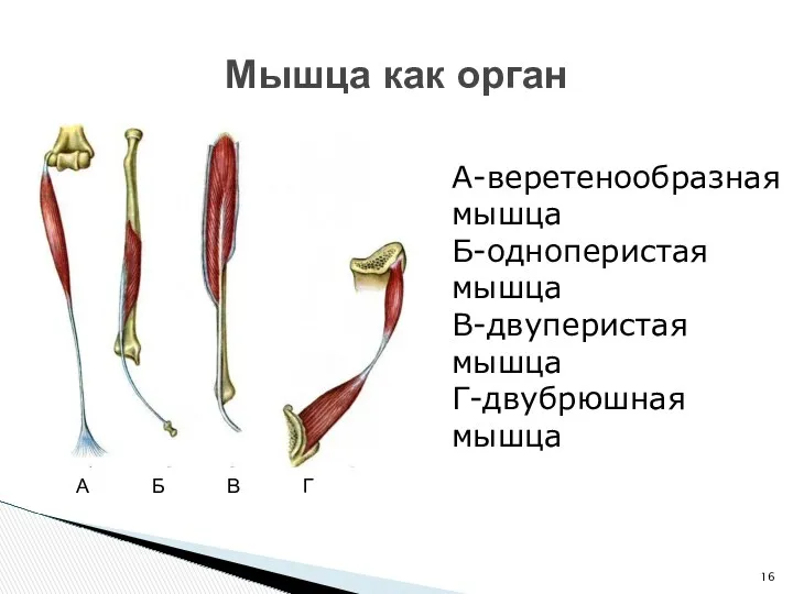 Мышца как орган А-веретенообразная мышца Б-одноперистая мышца В-двуперистая мышца Г-двубрюшная мышца А Б В Г