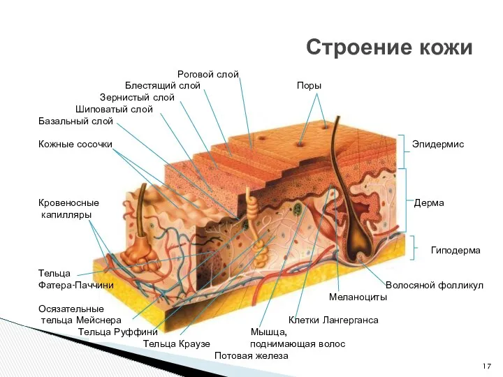 Строение кожи Роговой слой Блестящий слой Поры Зернистый слой Шиповатый