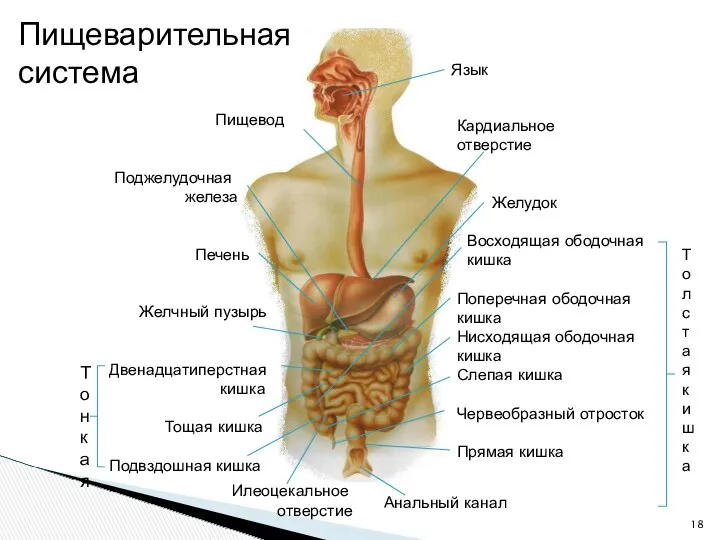 Пищевод Поджелудочная железа Печень Желчный пузырь Двенадцатиперстная кишка Тощая кишка