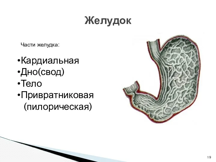 Желудок Части желудка: Кардиальная Дно(свод) Тело Привратниковая (пилорическая)