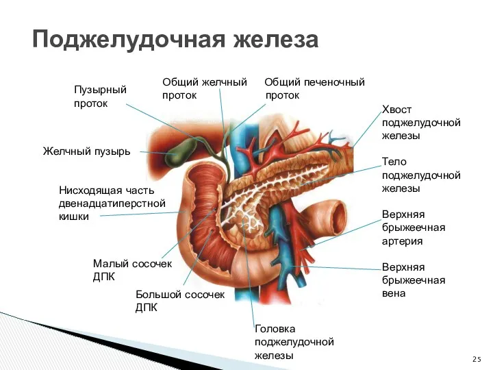 Поджелудочная железа Хвост поджелудочной железы Тело поджелудочной железы Верхняя брыжеечная