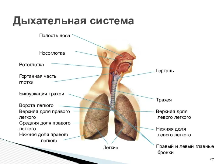 Дыхательная система Полость носа Носоглотка Ротоглотка Гортанная часть глотки Бифуркация