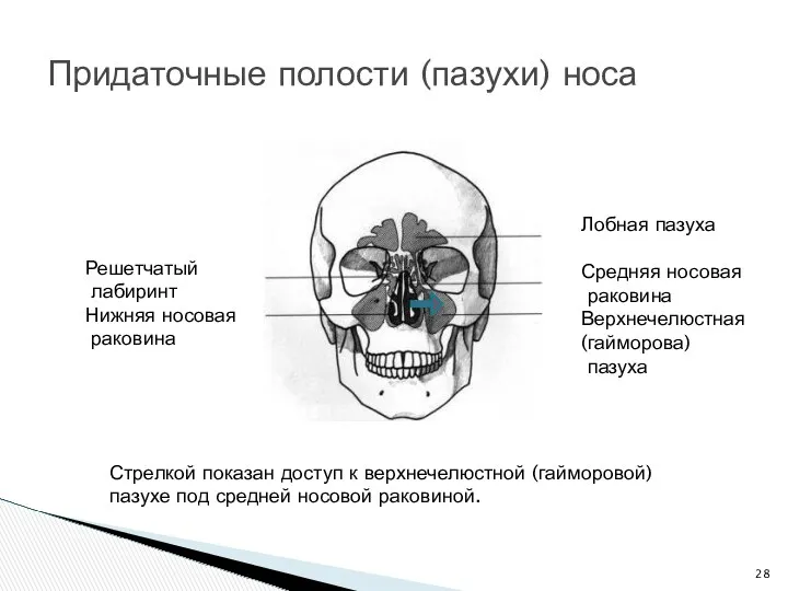 Придаточные полости (пазухи) носа Лобная пазуха Средняя носовая раковина Верхнечелюстная