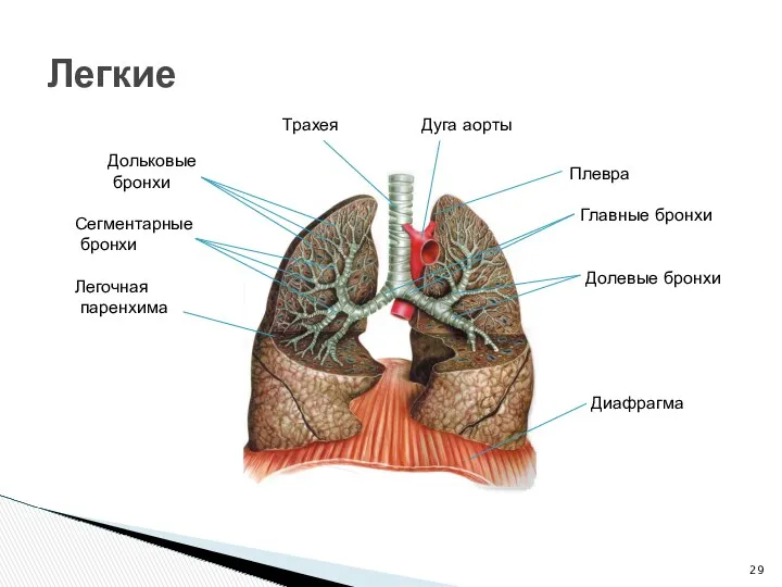 Легкие Трахея Дуга аорты Дольковые бронхи Сегментарные бронхи Легочная паренхима Плевра Главные бронхи Долевые бронхи Диафрагма