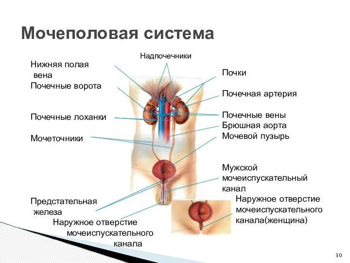 Мочеполовая система Надпочечники Почки Почечная артерия Почечные вены Брюшная аорта