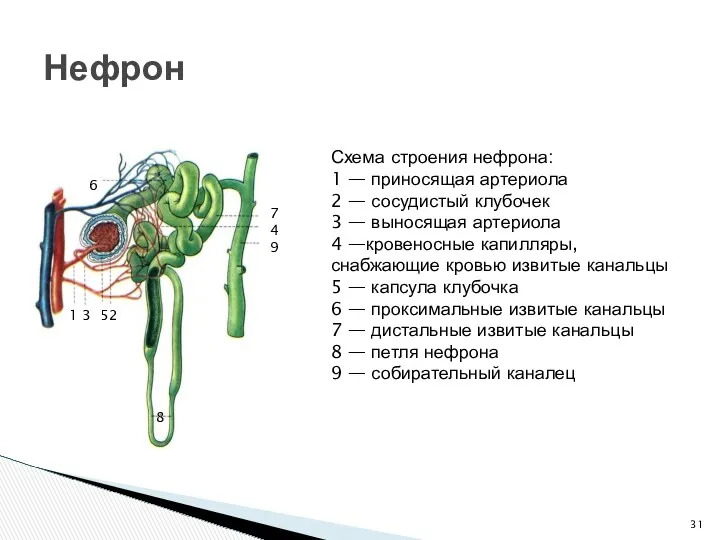 Нефрон Схема строения нефрона: 1 — приносящая артериола 2 —