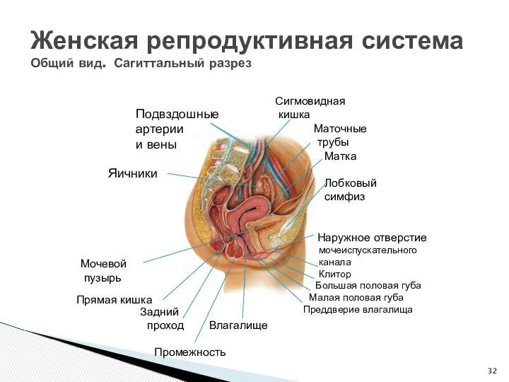 Женская репродуктивная система Общий вид. Сагиттальный разрез Сигмовидная кишка Маточные