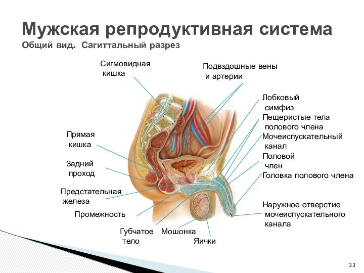 Мужская репродуктивная система Общий вид. Сагиттальный разрез Сигмовидная кишка Подвздошные