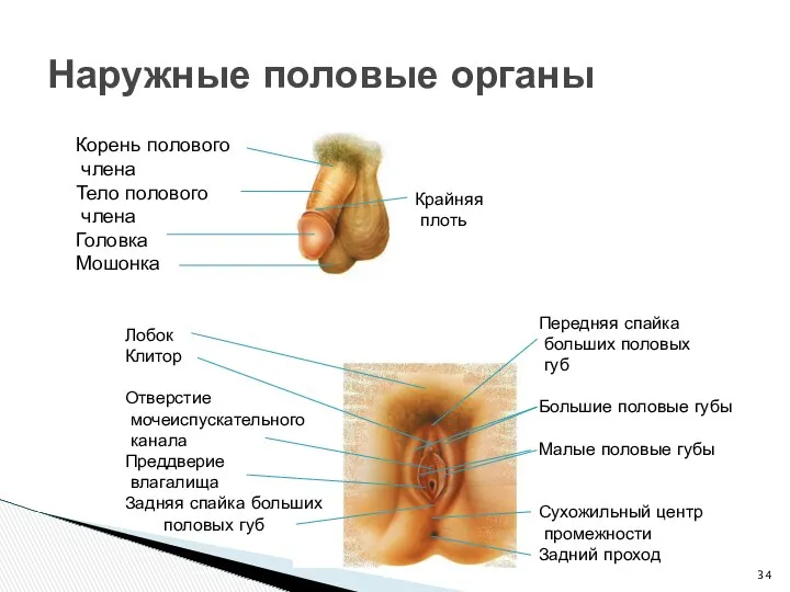 Наружные половые органы Корень полового члена Тело полового члена Головка