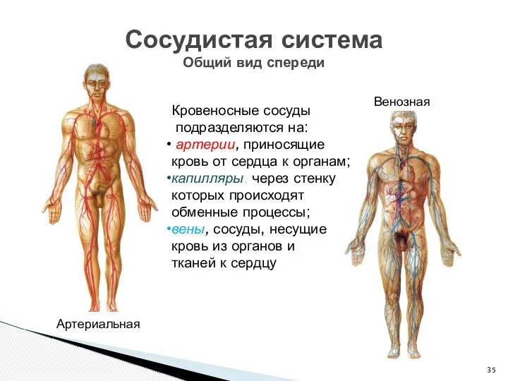 Сосудистая система Общий вид спереди Венозная Артериальная Кровеносные сосуды подразделяются