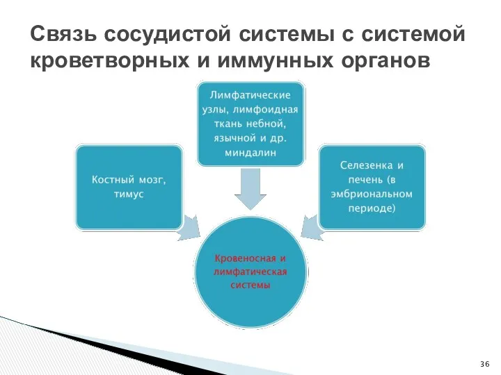 Связь сосудистой системы с системой кроветворных и иммунных органов