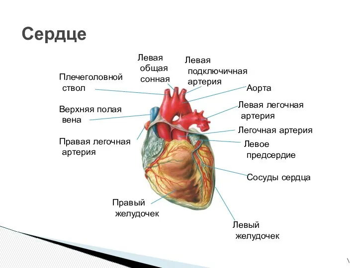 \ Сердце Плечеголовной ствол Верхняя полая вена Правая легочная артерия