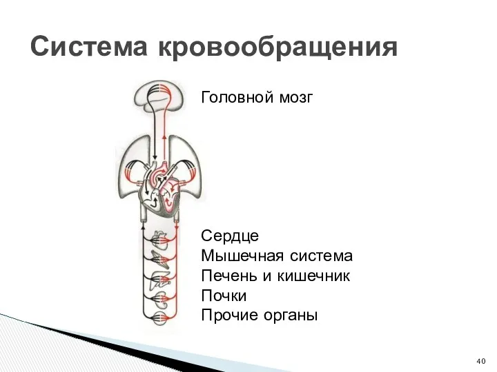 Система кровообращения Головной мозг Сердце Мышечная система Печень и кишечник Почки Прочие органы