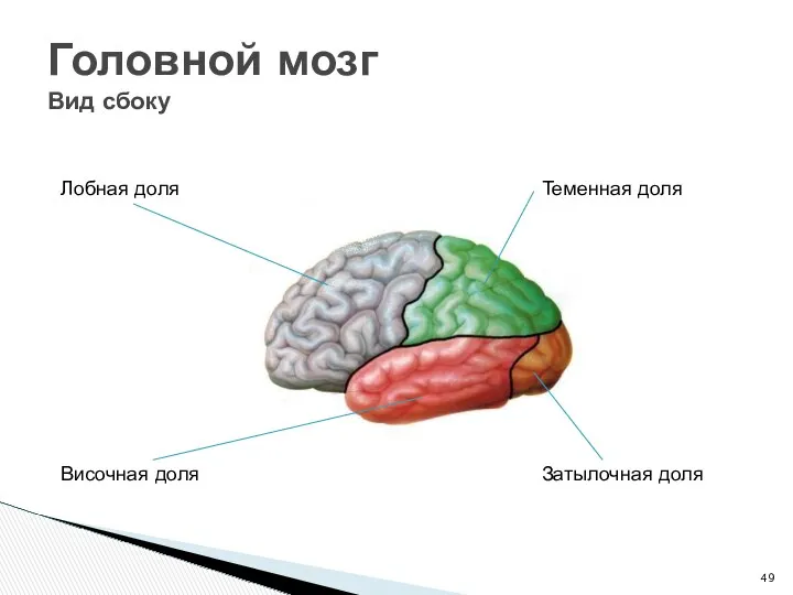 Головной мозг Вид сбоку Теменная доля Затылочная доля Лобная доля Височная доля