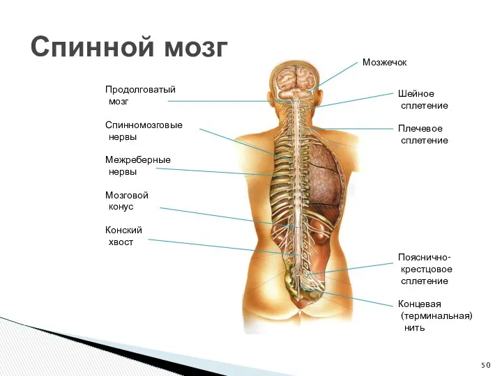 Спинной мозг Мозжечок Шейное сплетение Плечевое сплетение Пояснично- крестцовое сплетение