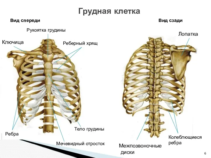 Грудная клетка Вид спереди Вид сзади Рукоятка грудины Реберный хрящ