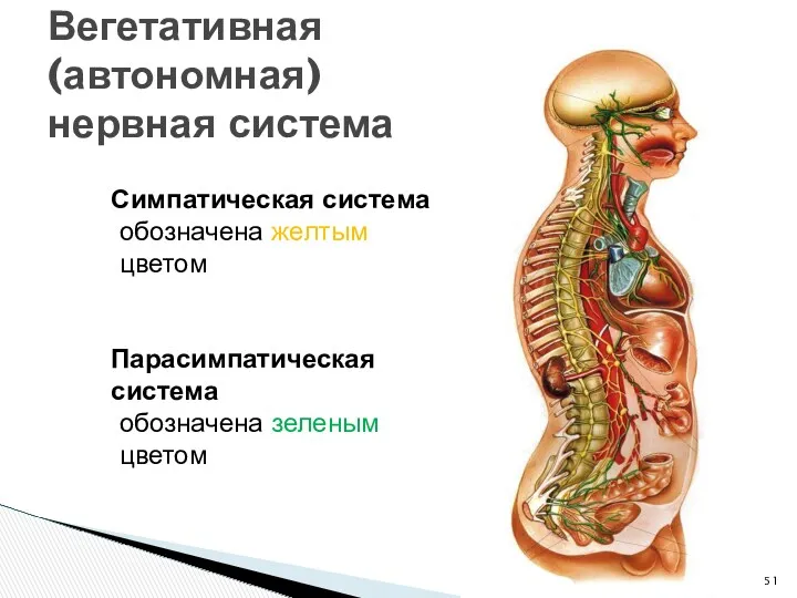 Вегетативная (автономная) нервная система Симпатическая система обозначена желтым цветом Парасимпатическая система обозначена зеленым цветом