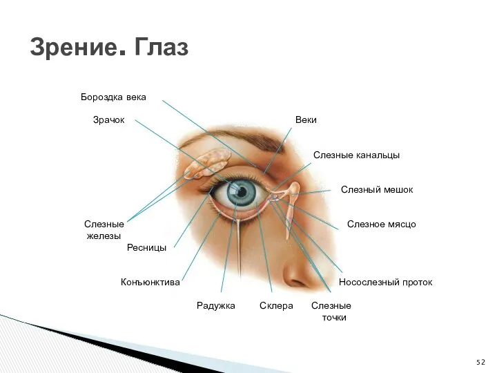 Зрение. Глаз Бороздка века Зрачок Веки Слезные канальцы Слезный мешок