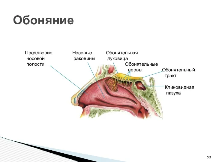 Обоняние Преддверие Носовые Обонятельная носовой раковины луковица полости Обонятельные нервы Обонятельный тракт Клиновидная пазуха