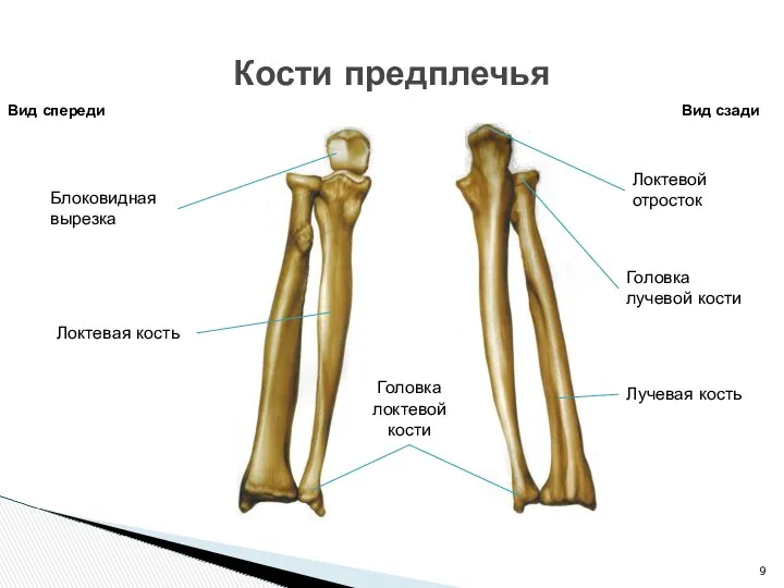 Кости предплечья Вид спереди Вид сзади Локтевая кость Лучевая кость