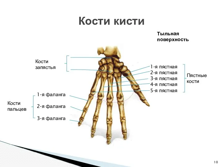 Кости кисти Кости пальцев 1-я фаланга 2-я фаланга 3-я фаланга