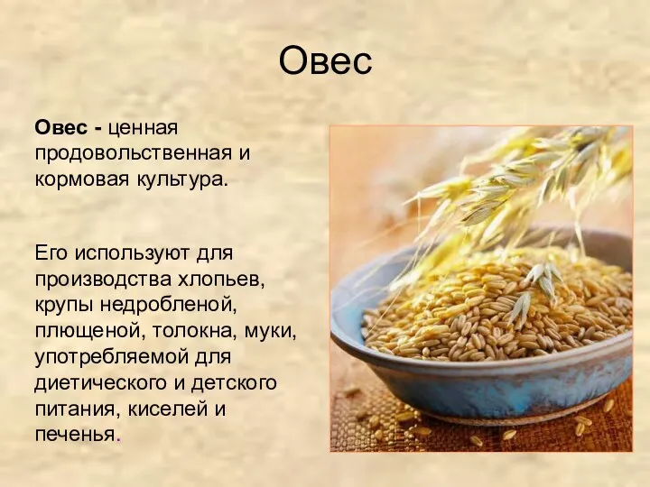 Овес Овес - ценная продовольственная и кормовая культура. Его используют