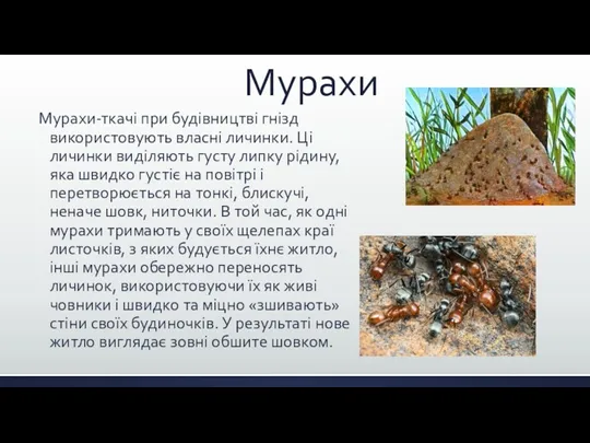 Мурахи Мурахи-ткачі при будівництві гнізд використовують власні личинки. Ці личинки