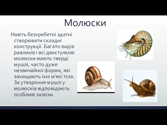 Молюски Навіть безхребетні здатні створювати складні конструкції. Багато видів равликів