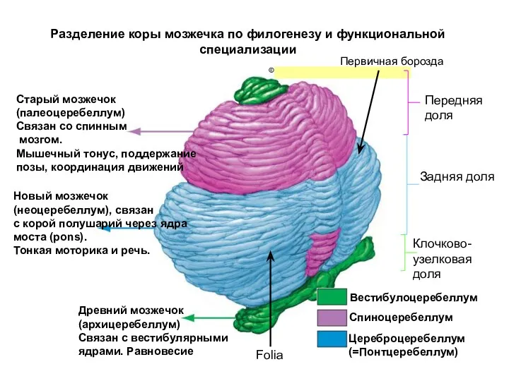 Старый мозжечок (палеоцеребеллум) Связан со спинным мозгом. Мышечный тонус, поддержание позы, координация движений