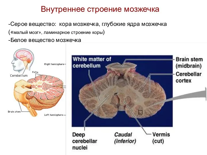 Внутреннее строение мозжечка -Серое вещество: кора мозжечка, глубокие ядра мозжечка («малый мозг», ламинарное