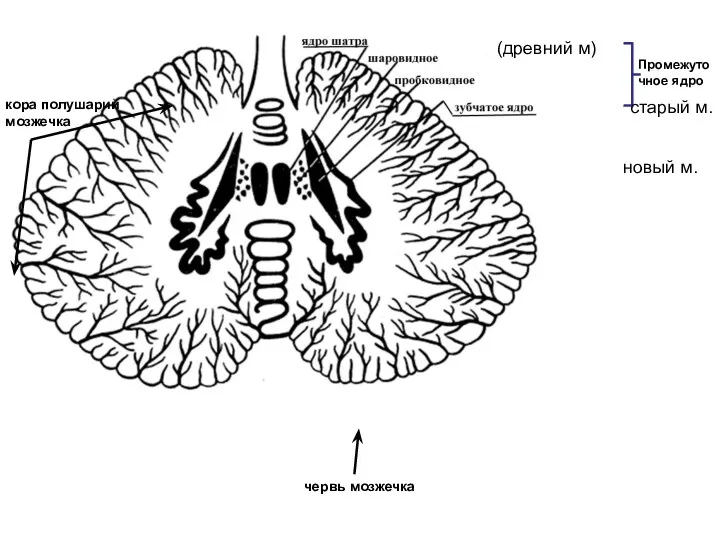 Промежуточное ядро кора полушарий мозжечка червь мозжечка (древний м) старый м. новый м.