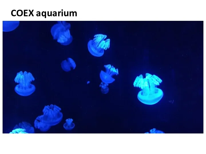 COEX aquarium