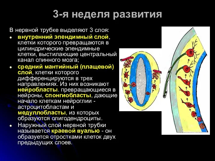В нервной трубке выделяют 3 слоя: внутренний эпендимный слой, клетки