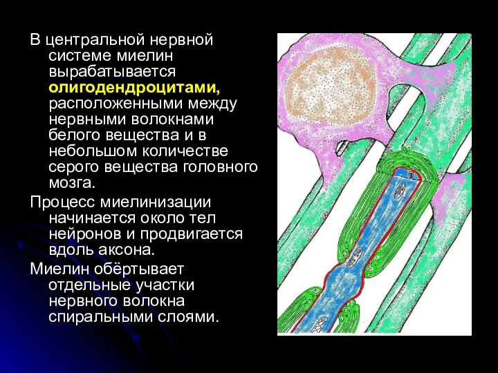 В центральной нервной системе миелин вырабатывается олигодендроцитами, расположенными между нервными