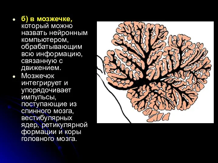 б) в мозжечке, который можно назвать нейронным компьютером, обрабатывающим всю