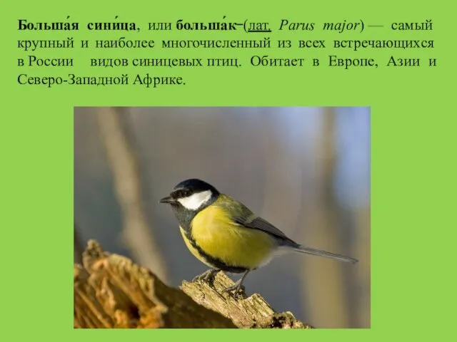 Больша́я сини́ца, или больша́к (лат. Parus major) — самый крупный