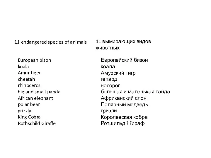 European bison koala Amur tiger cheetah rhinoceros big and small