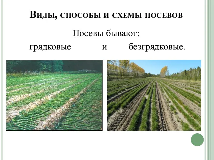 Виды, способы и схемы посевов Посевы бывают: грядковые и безгрядковые.