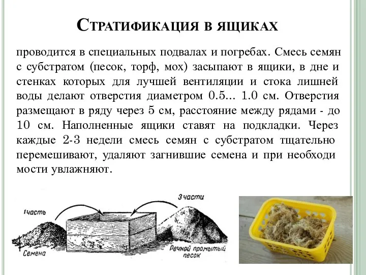 Стратификация в ящиках проводится в специальных подвалах и погребах. Смесь