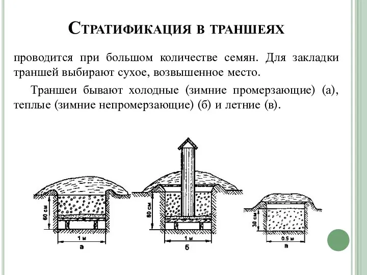 Стратификация в траншеях проводится при большом количестве семян. Для закладки