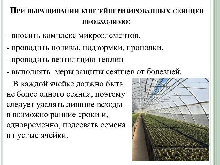 При выращивании контейнеризированных сеянцев необходимо: - вносить комплекс микроэлементов, -