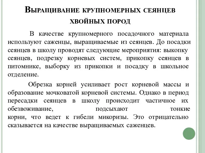 Выращивание крупномерных сеянцев хвойных пород В качестве крупномерного посадочного материала