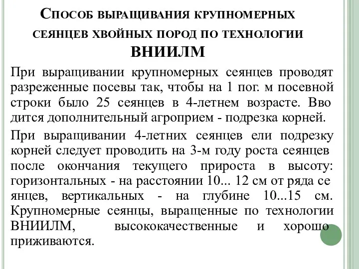 Способ выращи­вания крупномерных сеянцев хвойных пород по технологии ВНИИЛМ При