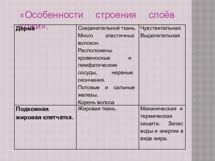 «Особенности строения слоёв кожи».